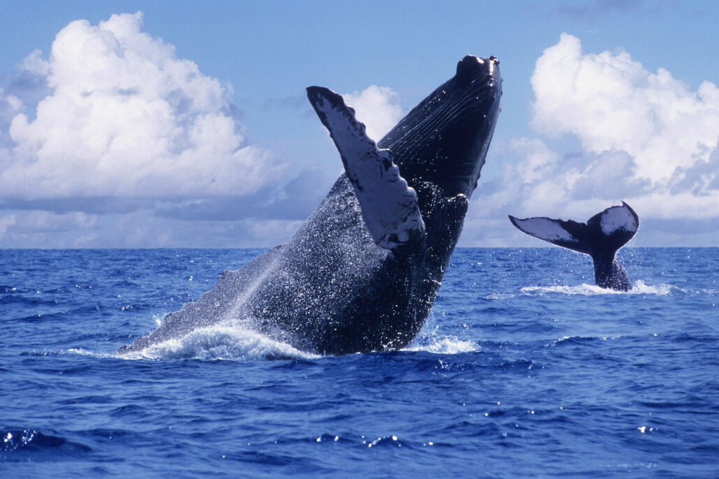 BO-MAGAZINE-walvis___3_SHARPd_GOEWIE