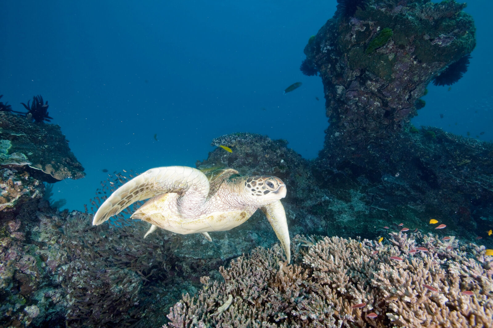 BO-MAGAZINE-Great-Barrier-Reef_2