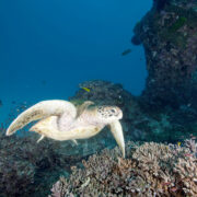 BO-MAGAZINE-Great-Barrier-Reef_2